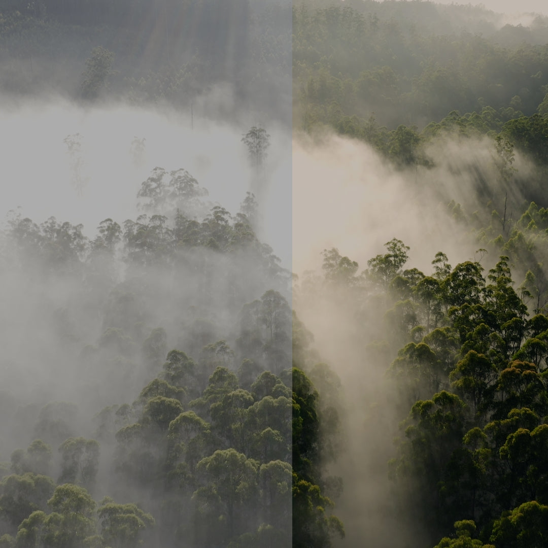 Before and After comparison applying a custom LUT for forest footage
