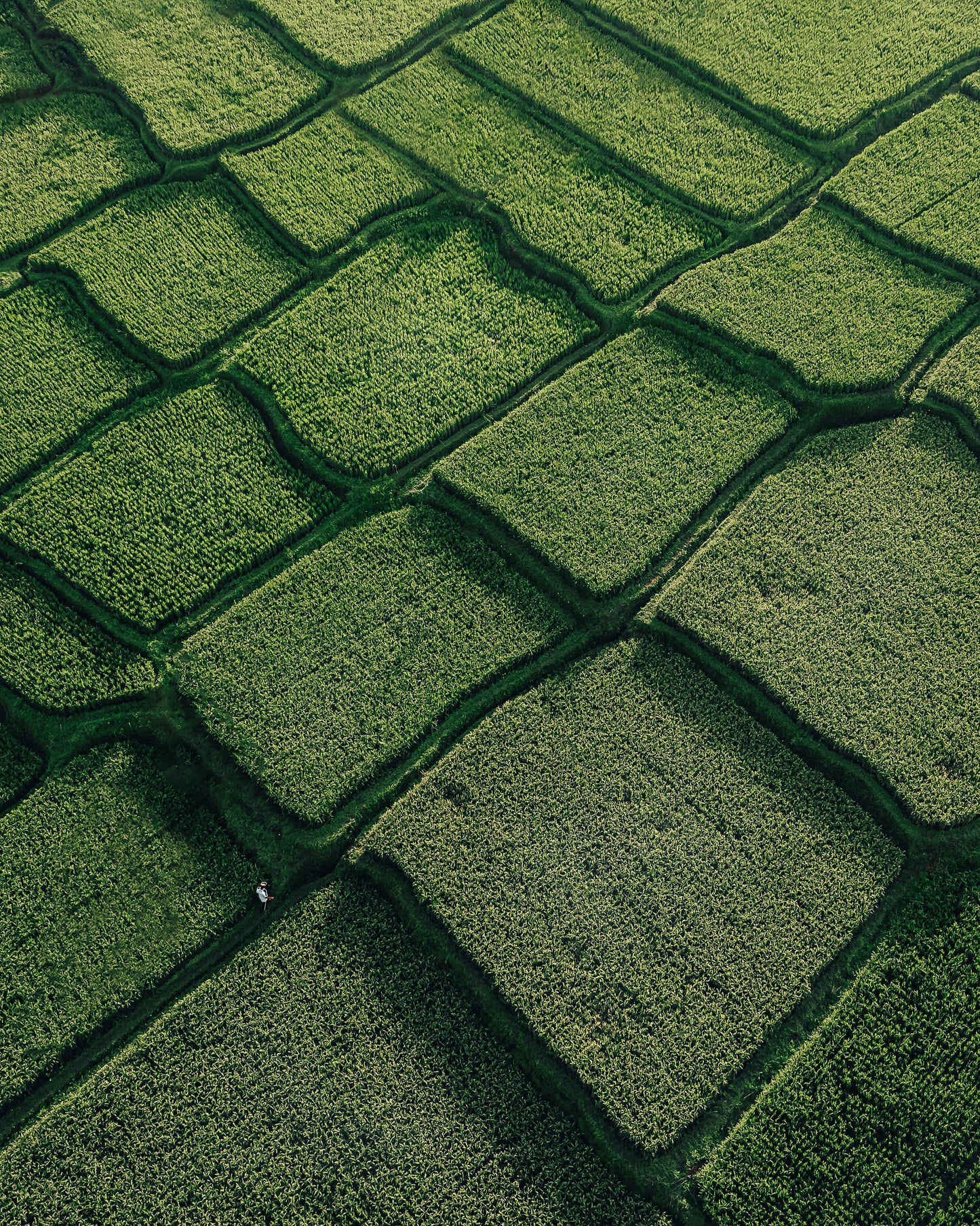 The Maze - FINE ART PRINTS