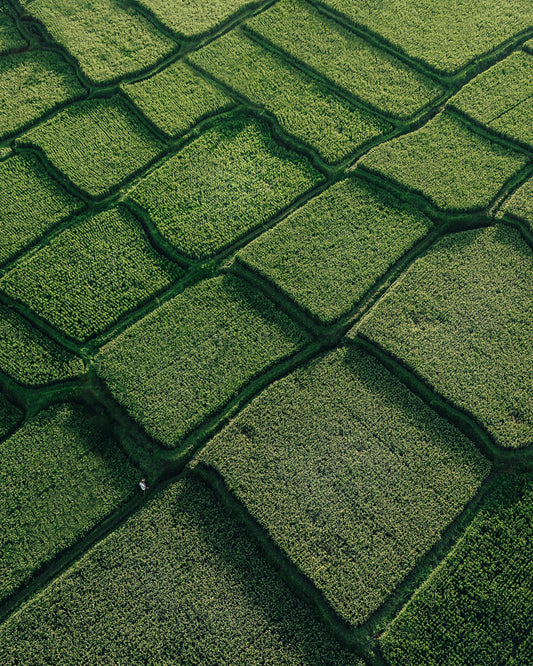 The Maze - FINE ART PRINTS